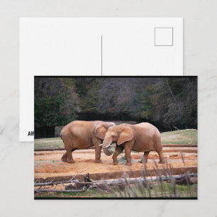 Postal Elefantes africanos