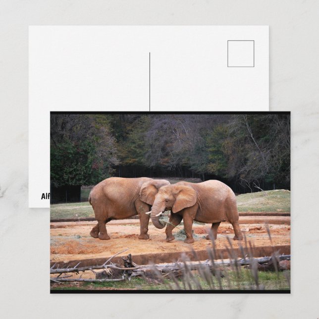Postal Elefantes africanos (Anverso / Reverso)