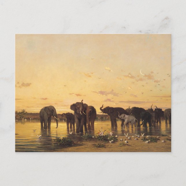Postal Elefantes Africanos (Anverso)
