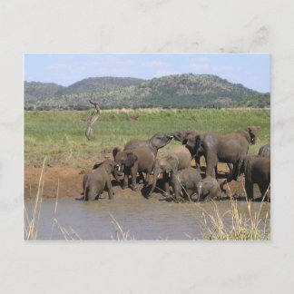 Postal Elefantes Africanos