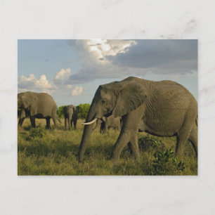 Postal Elefantes africanos pastoreando, Loxodonta african