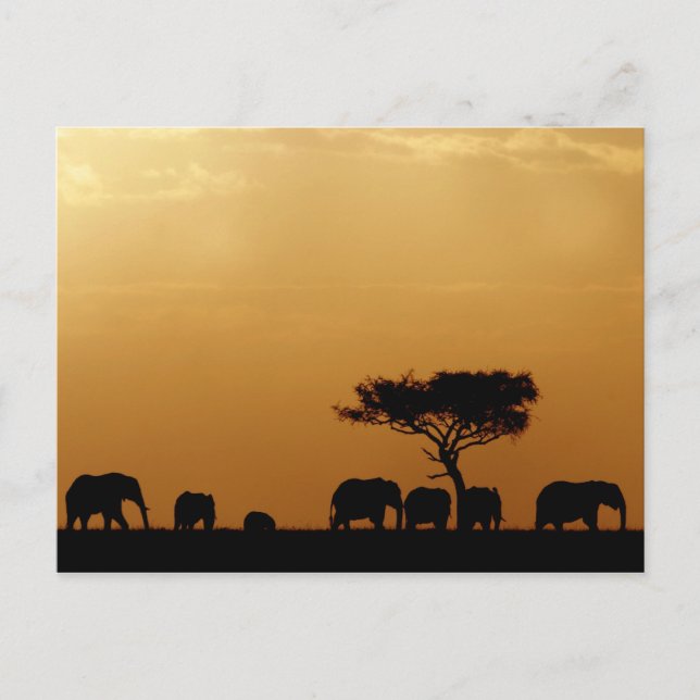 Postal Elefantes al Atardecer (Anverso)