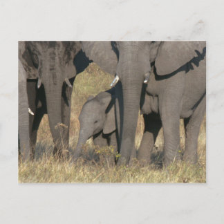Postal Elefantes de África