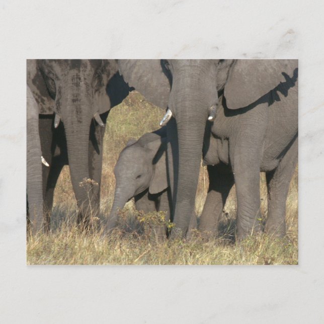 Postal Elefantes de África (Anverso)
