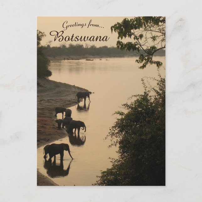 Postal Elefantes de Botsuana (Anverso)