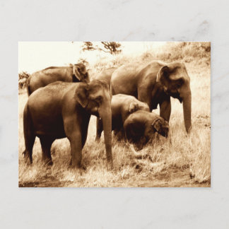 Postal elefantes de la India sepia