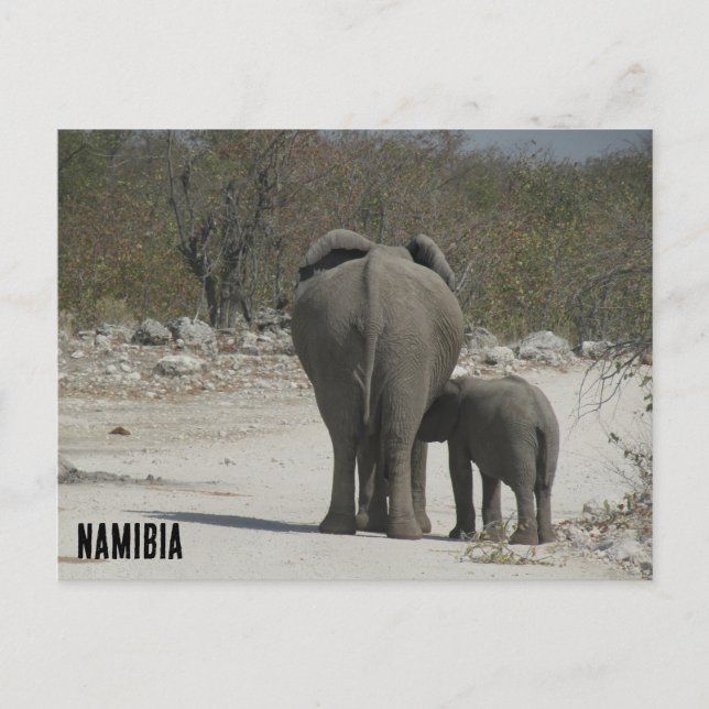 Postal elefantes de namibia (Anverso)