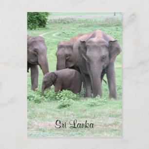 Postal elefantes de sri lankan