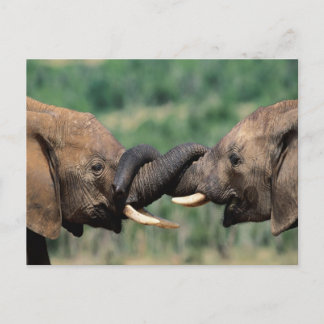 Postal Elefantes enamorados