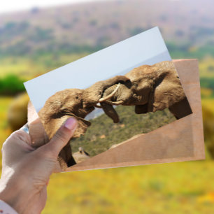 Postal Elefantes Tussling Postcard