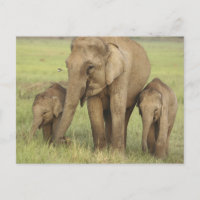 Elefantes y jóvenes de la India asiática