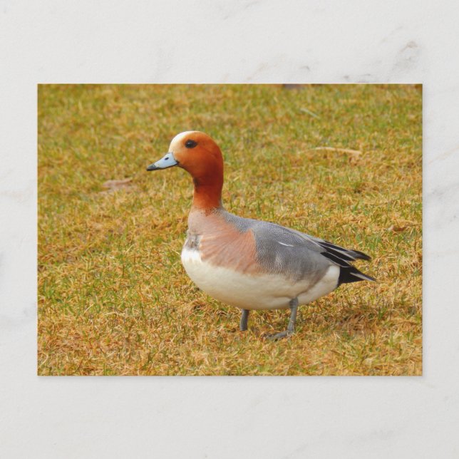 Postal Elegancia (Anverso)