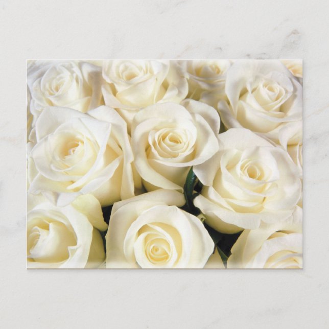 Postal Elegancia de Rosa Blanca (Anverso)
