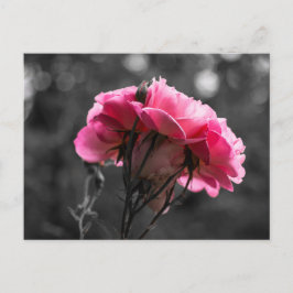 Postal Elegancia Rosa Rosa