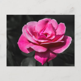 Postal Elegancia Rosa Rosa Pink