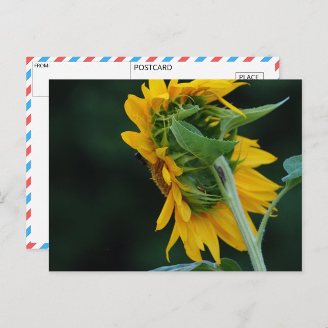 Postal Elegancia vibrante de girasol (Anverso / Reverso)