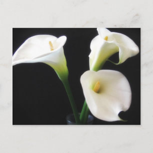 Postal Elegant Calla Lily Flowers 12