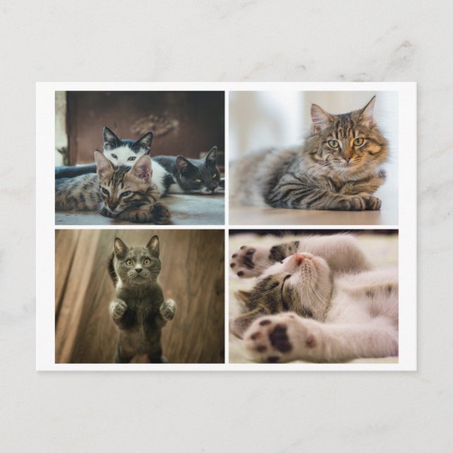 POSTAL ELEGANT CATS POSTCARD (Anverso)