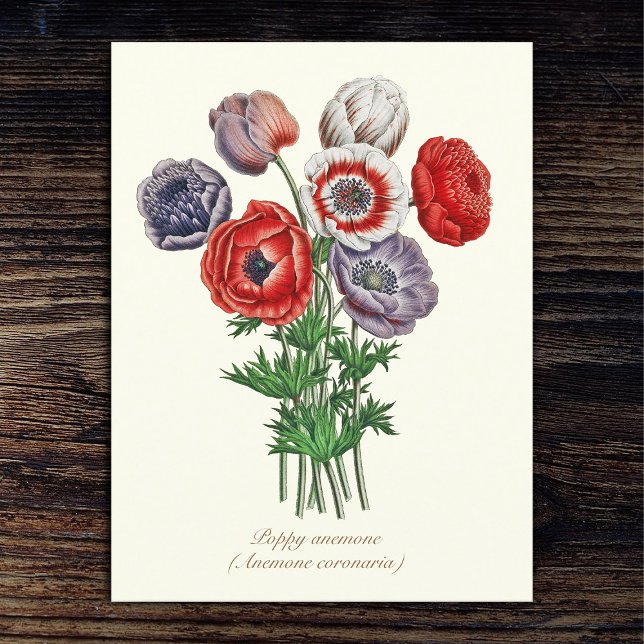 Postal Elegante anémona de amapola botánica vintage (Subido por el creador)