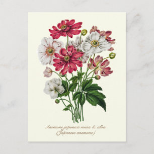 Postal Elegante Anémona Japonesa Botánica Vintage
