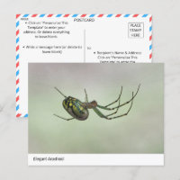 Elegante Arachnid - Postc de tejedor artístico de 
