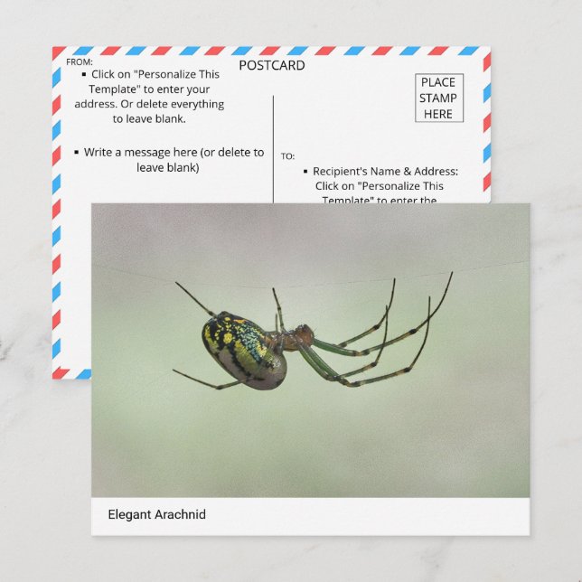 Postal Elegante Arachnid - Postc de tejedor artístico de  (Anverso / Reverso)
