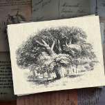 Postal Elegante árbol de sicomoros blanco negro grande<br><div class="desc">Paisaje pastoral inglés con un gran árbol de sicomoros en los bosques,  sobre textura de papel antiguo,  tarjeta elegante para los amantes del ilustracion vintage</div>