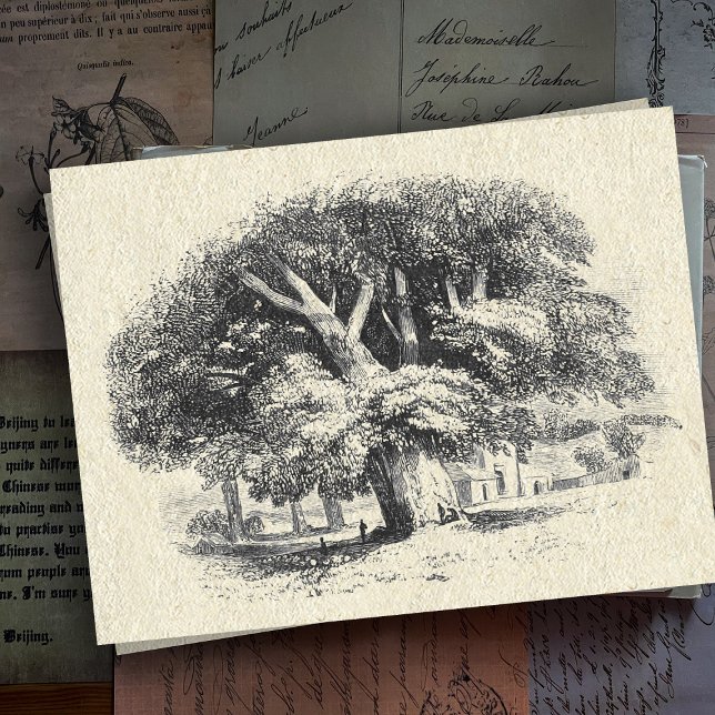 Postal Elegante árbol de sicomoros blanco negro grande (Subido por el creador)