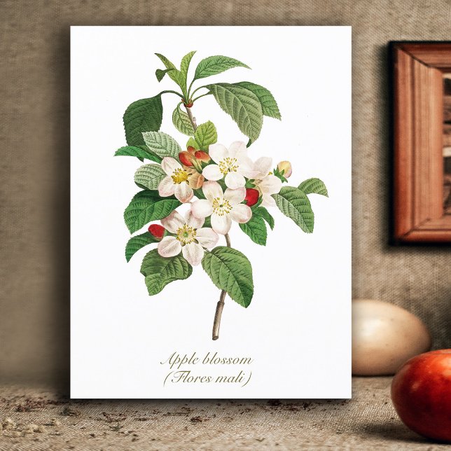 Postal Elegante Blossom Botánico de Apple (Subido por el creador)