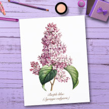 Elegante Blossom Botánico Púrpura Vintage