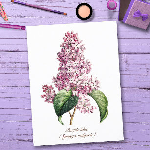 Postal Elegante Blossom Botánico Púrpura Vintage