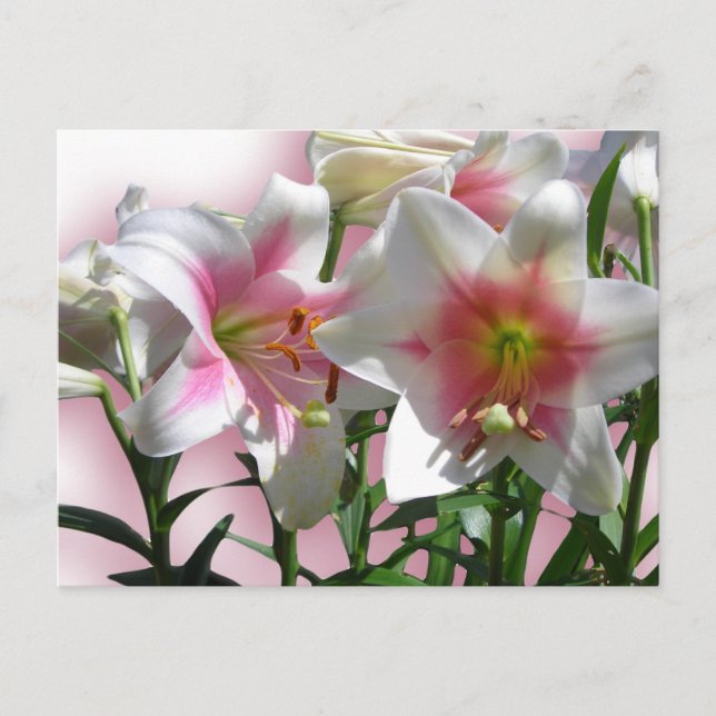 Postal Elegante Boda de Flores Ducha Paz Destino de Amor (Anverso)