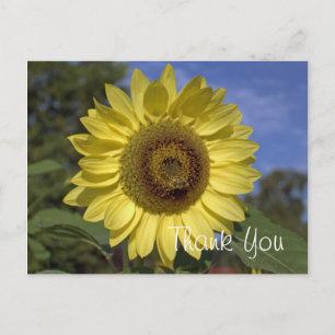 Postal Elegante, brillante girasol amarillo de verano gra