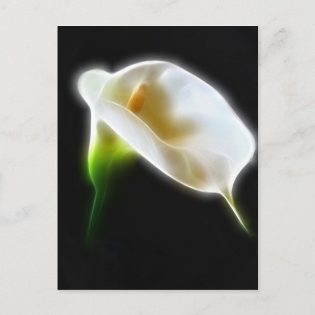 Postal Elegante Calla Lily Flores 3 Moderno (Anverso)
