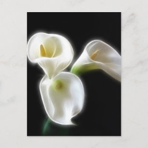 Postal Elegante Calla Lily Flores 6 Moderno