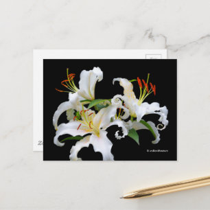 Postal Elegante Casablanca White Oriental Lilies