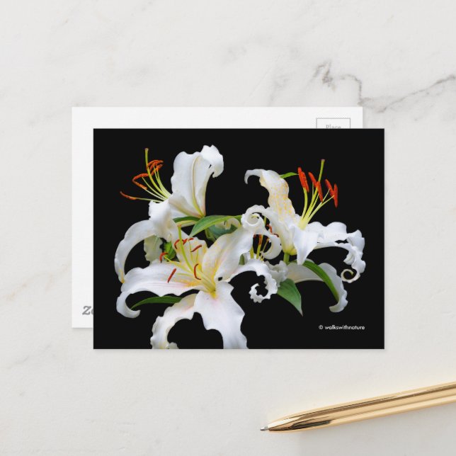 Postal Elegante Casablanca White Oriental Lilies (Anverso/Reverso In Situ)