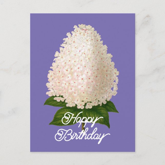 Postal Elegante Cumpleaños de Hydrangea Paniculata Vintag (Anverso)