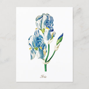 Postal Elegante Flor de Iris Azul Botánico Vintage
