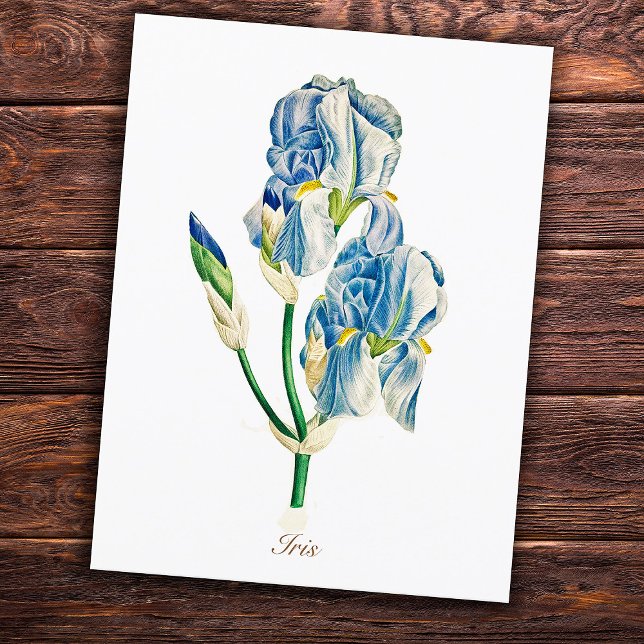 Postal Elegante Flor de Iris Azul Botánico Vintage (Subido por el creador)