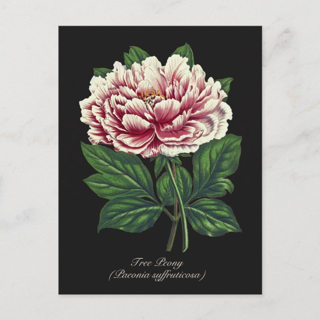 Postal Elegante Flor de Peón Botánico Rosa (Anverso)