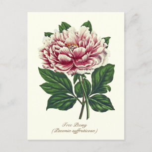 Postal Elegante Flor de Peón Botánico Rosa