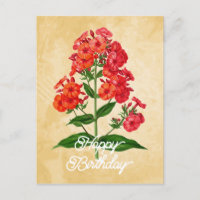 Elegante Flor de Phlox Híbrida Vintage Feliz Cumpl