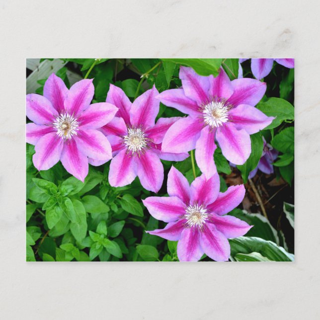 Postal Elegante floral boho verde rosa (Anverso)