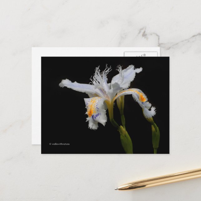 Postal Elegante Floral Crested Iris Shaga (Anverso/Reverso In Situ)