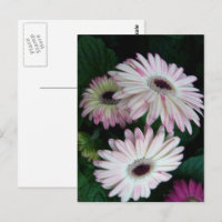Elegante floral de color blanco y rosa gerber marg