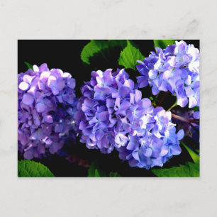 Postal Elegante floral de púrpura profundo periwinkle hid