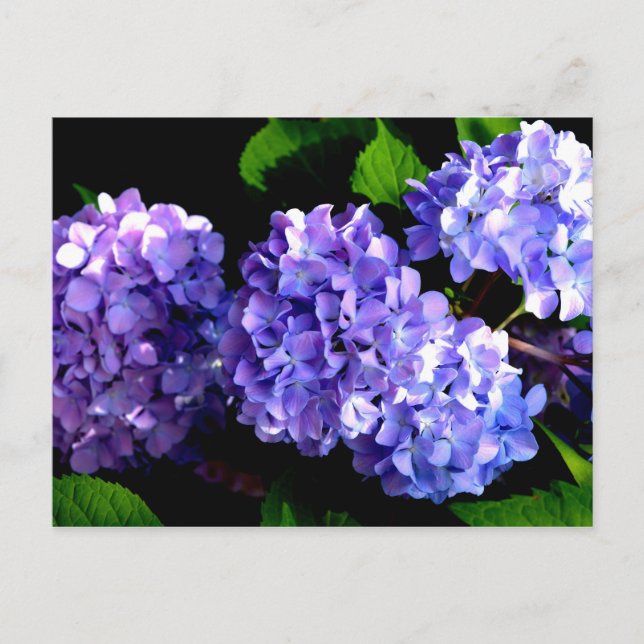 Postal Elegante floral de púrpura profundo periwinkle hid (Anverso)