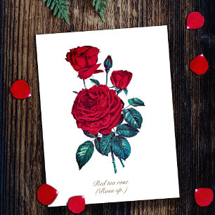 Postal Elegante Floral Vintage Botánico Rosa Roja