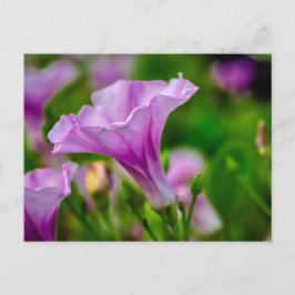 Postal Elegante florecimiento morado en foco